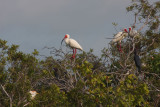 Ibises in their Mating Colors