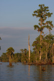 Cypress Trees at Sunset