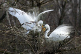 Nuptial Feathers - 2010