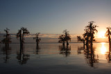 A Cypress Sunset