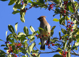 Cedar Waxwing