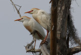 Cattle Egrets in Breeding Colors
