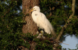 Great Egret and Her Three Chicks