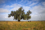 Live Oak in Meraux, Louisiana