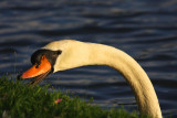 Swan Eating Primroses