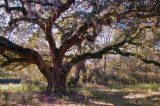 The Lee Bing Oak