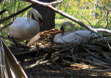 Building a Nest