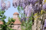 mor salkm (Wisteria Sinensis)