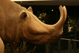 Extinct Rhynosaraus-imageafter
