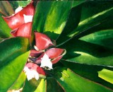 tradescantia.jpg