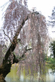 New-York Botanical Garden - Cherry Blossom Tree