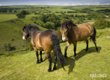 Dartmoor Ponies