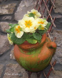 Joans Primroses