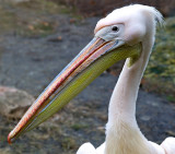 Pelican