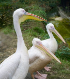 Three Beaks