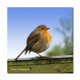 All Puffed Up!