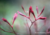 Emerging