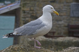 A Resident Of St. Ives