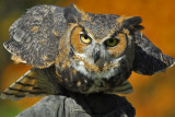 Great Horned Owl 5