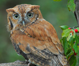 Eastern Screech Owl 4