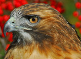 Red-Tailed Hawk 3 (Molting)
