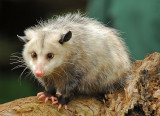 Opossum 3