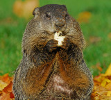 Woodchuck or Groundhog 2