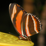 Orange Tiger (aka Banded Orange or Banded Orange Heliconian)