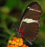 Sara Longwing or Small Blue Grecian