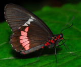 Pink Cattleheart or Transandean Cattleheart