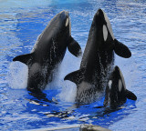 The Orcas And Their Trainer--Four Images