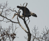 At The Great Blue Heron Rookery