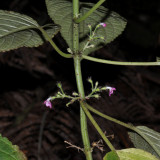 P. Floribunda Flowers