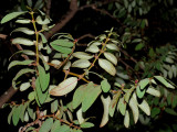 Akoko Flower