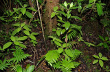 Phyllostegia Floribunda Colony