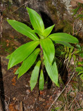 Dubautia Plantaginea