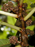 Female Olona Flowers