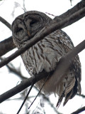 Barred Owl