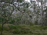 Mauna Loa Strip Road