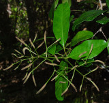 Nyctaginaceae (Four O'Clock Family) - Papala Kepau