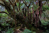 Epiphytes