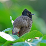Red-Vented Bulbul