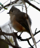 Tufted Titmouse