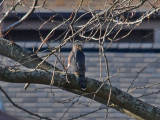 Coopers Hawk