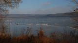 Tundra Swans on the Mississippi