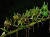 Fruits And Trematos