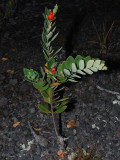 Thymelaeaceae - 'Akia