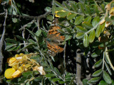 Painted Lady Butterfly