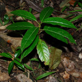 Ahakea Seedling