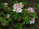 Prunus sp.